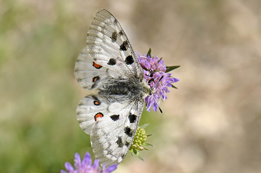 Parnassius apollo